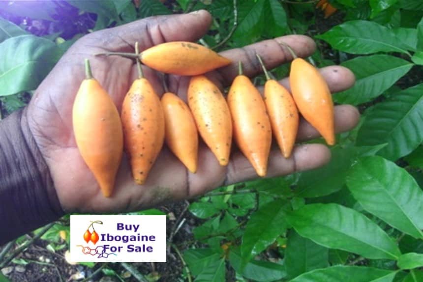 buy ibogaine online | buy ibogaine online usa | buy ibogaine new zealand | buy iboga seeds online